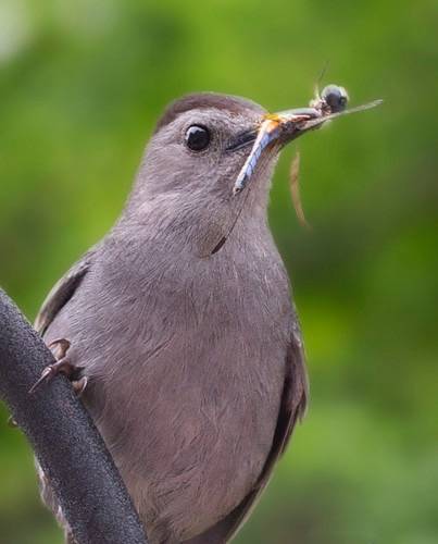 Gray Catbird & Breakfast by Kinchan1 is licensed under CC BY 2.0